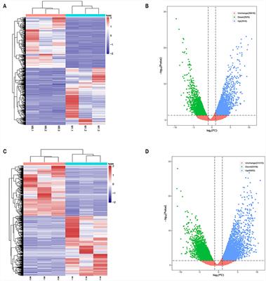 lncRNA LOC100911717-targeting GAP43-mediated sympathetic remodeling after myocardial infarction in rats